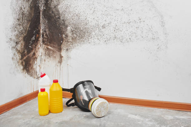 Best Toxic Mold Removal  in Garrett, IN