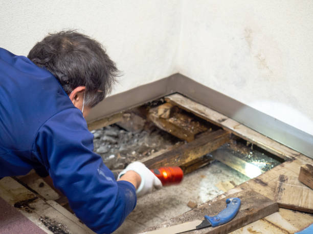 Reliable Garrett, IN Mold Removal Solutions