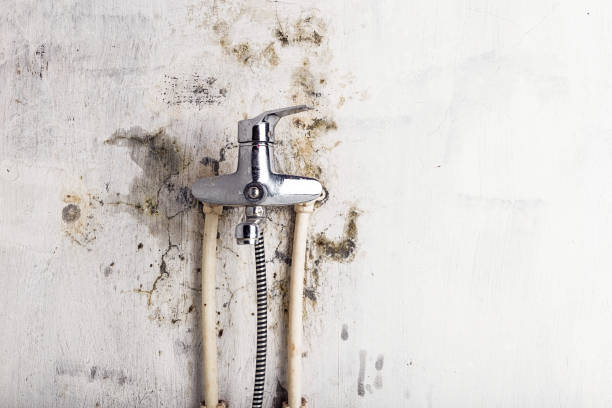 Best Same-Day Mold Removal  in Garrett, IN
