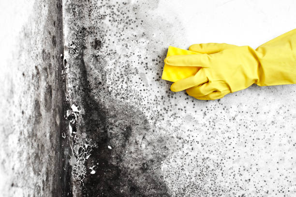 Best Mold Testing  in Garrett, IN