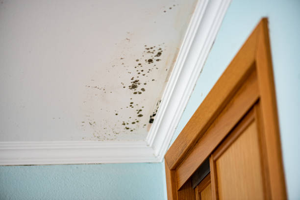 Best Professional Mold Removal  in Garrett, IN