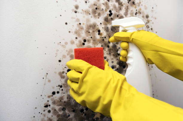 Best Mold Remediation  in Garrett, IN
