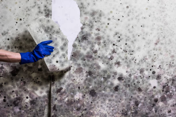 Best Crawl Space Mold Removal  in Garrett, IN